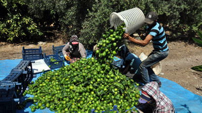 İlk mandalina hasadı yapıldı