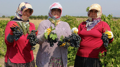 "Bağ bozumu" heyecanı