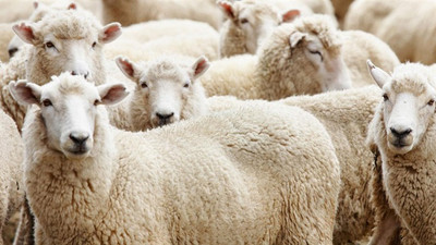 Marketlerde kurbanlık fiyatları belli oldu