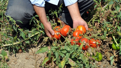 Fazla üretim domatese 'taban' yaptırdı