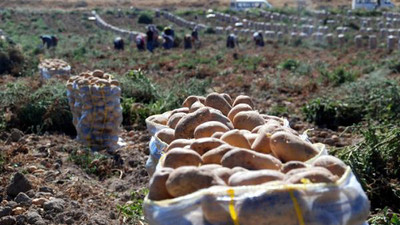 700 bin ton patates tarlada kaldı