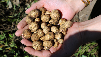 İlk hasat yapıldı