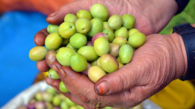 İlk kırma zeytin çıktı