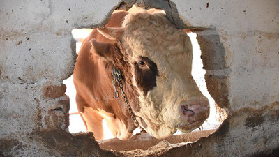 'Şampiyon Doruk' 40 bin liraya alıcısını bekliyor