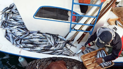 Karadeniz'de palamut bolluğu