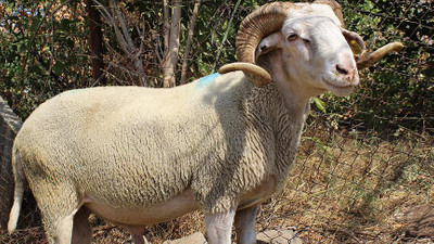 Büyükbaş fiyatına küçükbaş