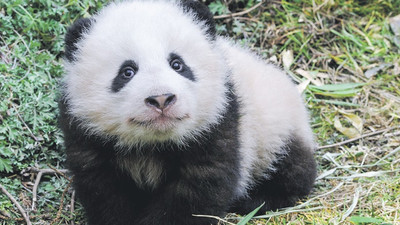 Pandalar artık daha güvende, sıra maymunlarda