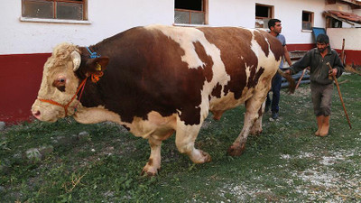 2 bin 207 kiloluk  'Şahin'e fiyat biçemiyor