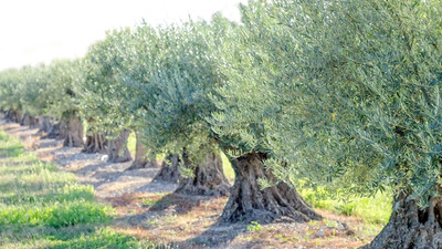 Harran'a 1 milyon zeytin fidanı