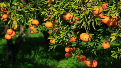 Bodrum mandalinası kozmetik sanayine girecek