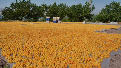 TARSİM kayısıya 406 milyon lira ödedi