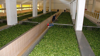 Çaykur'a 1500 geçici işçi alınacak