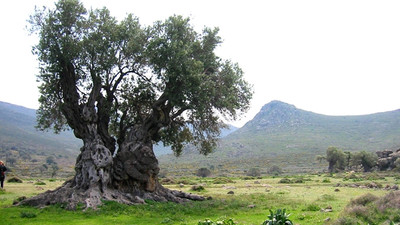 Yabani zeytin ağaçları ekonomiye kazandırılacak