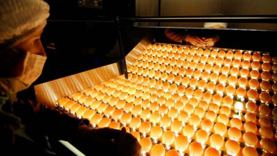 Yumurta ihracatçısı navlun desteği bekliyor