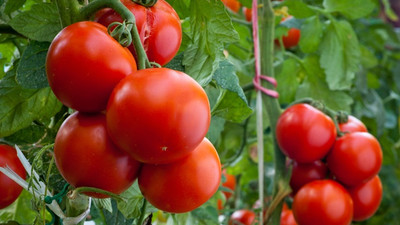 Çöpten sağlanan enerjiyle domates üretiyorlar