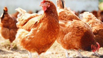 Üç tavukla başladı çiftlik kurdu