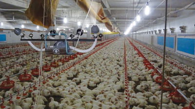 Kuş gribinden 25 milyon kümes hayvanı itlaf edildi