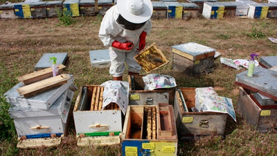 Arıcılık sektörüne can suyu 2 proje geliyor