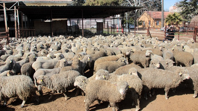 300 koyun için başvurular başladı
