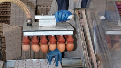 Bu şehirde saniyede bir koli yumurta üretiliyor