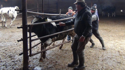 Şap hastalığı pazarları kapattırdı