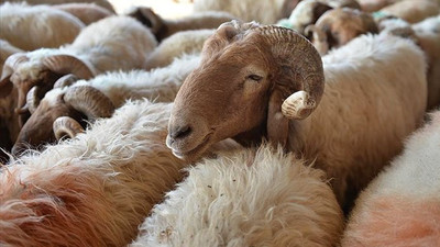 300 koyun projesi yanlış anlaşıldı