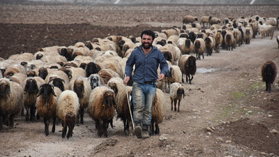 '300 koyun' projesine açıklık geldi