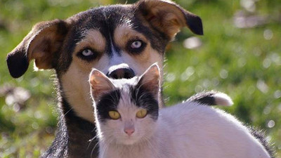Kedi ve köpeklere "mikroçipli" kimlik