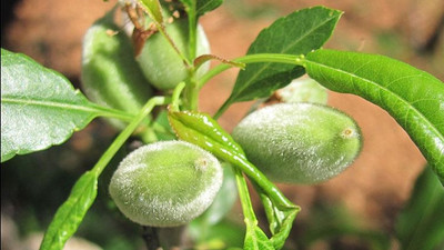 Mevsimin ilk badem hasadı Datça'da başladı