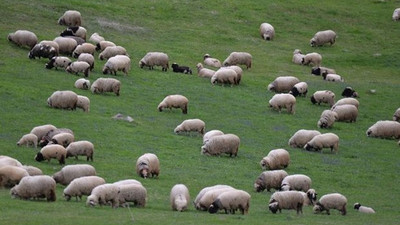 "300 koyun projesinin kapsamı genişletilmeli"