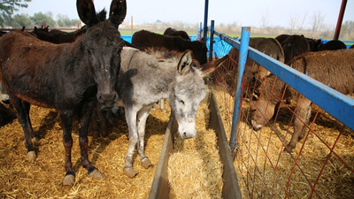 "Eşeklere kimlik" üreticiyi sevindirdi