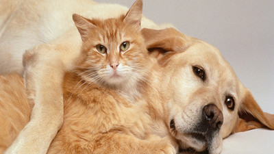Kedi ve köpeklere “Mikroçipli“ kimlik