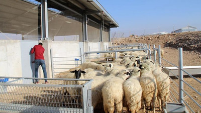 '300 koyun projesi' çiftçiyi umutlandırdı