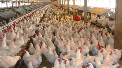58 ülkeye Türk tavuğu