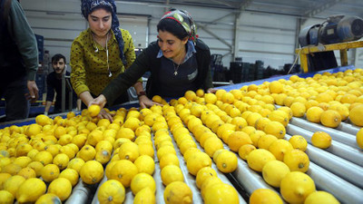 Limon tarlada 1, pazarda 5 lira