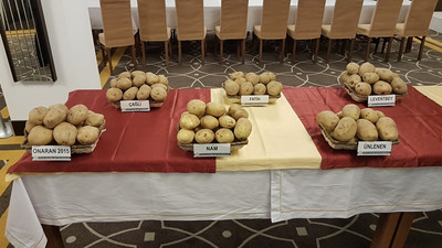 Yerli üç patates tohumunun daha satışı yapıldı