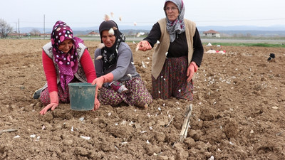 'Beyaz altın'da üreticiler bu yıldan umutlu