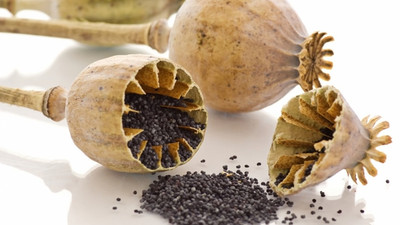 Hindistan'a rekor haşhaş ihracatı