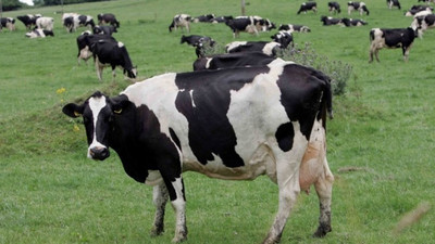 Yeni Zelanda, 150 bin ineği itlaf edecek