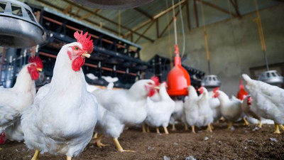 Japonlar Türk tavuğunu sevdi