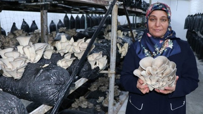 Kayserili üretici mantar tohumu üretimine hazırlanıyor