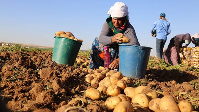 Yükselen patates fiyatlarına müdahale