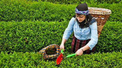 ÇAYKUR'da ikinci sürgün kotası belirlendi