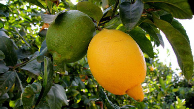 Limon fiyatları aldı başını gidiyor