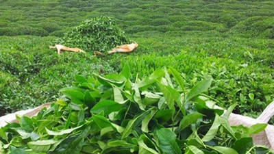ÇAYKUR yaş çay bedeli ödemelerine başladı