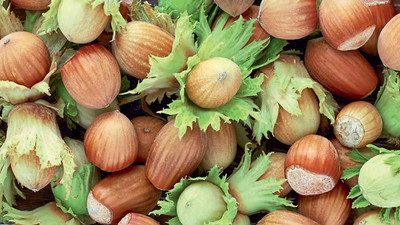 Fındık üreticisine hasat uyarısı