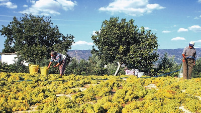 TARSİM 1,1 milyar lirayı aşkın hasar ödedi