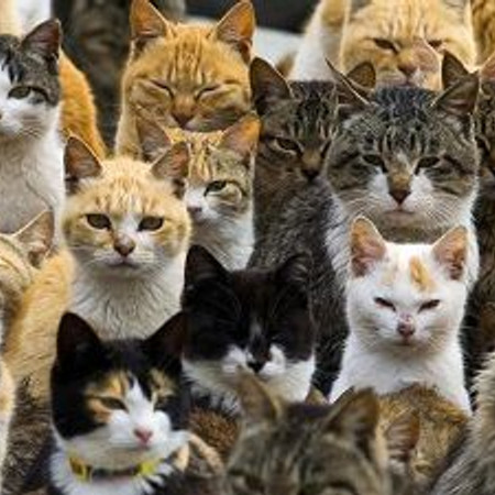 Kedi Videosu Degil Adasi Dunya Gazetesi