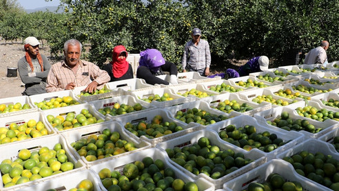 Erkenci mandalina Rusya pazarında