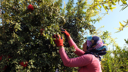 Silifke'de nar hasadı başladı